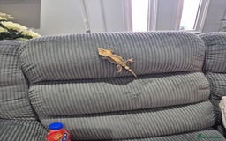 Gecko reptiles for sale: Crested gecko - Image 2