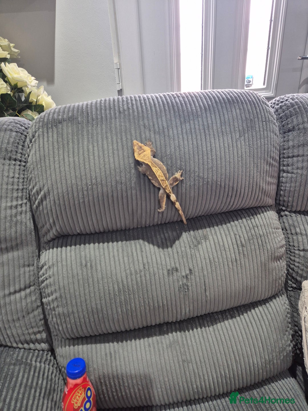 Gecko reptiles for sale: Crested gecko - Image 2