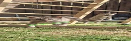 Bengal cats for sale: Snow mink bengals ready now - Advert 11