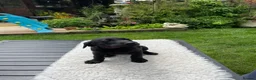 Labrador Retriever dogs for sale: Four little Labrador boys ready for their new home in Bury - Advert 3