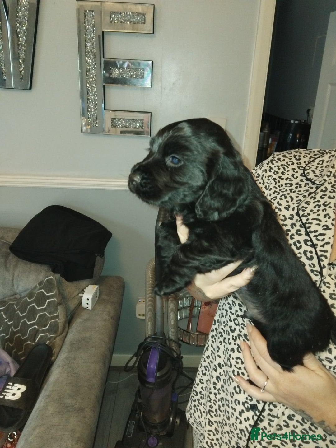 Cocker Spaniel dogs for sale: Lovely short legged black cocker spaniel puppy - Image 3
