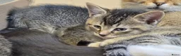 Scottish Fold cats for sale: ❤️READY TO GO: SCOTTISH STRAIGHT/FOLD KITTENS❤️ - Advert 4