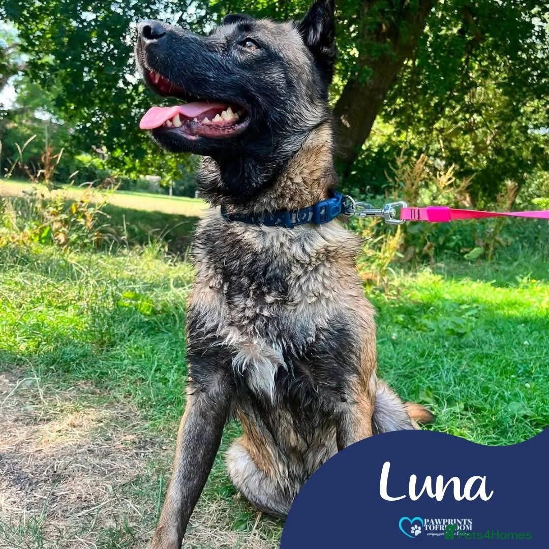 Mixed Breed dogs for adoption: Meet Luna, currently residing in London in Edgware - Advert 1