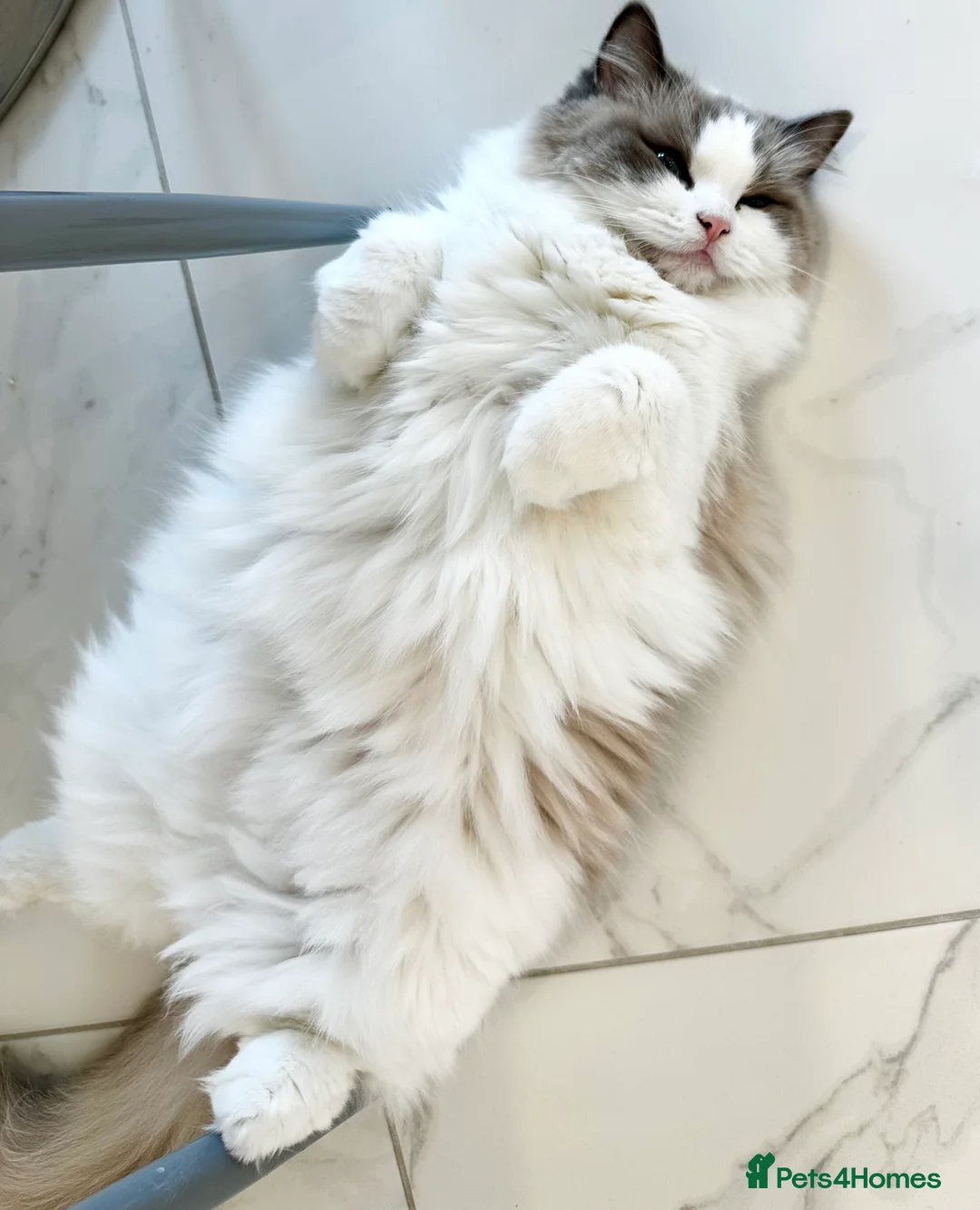 Ragdoll cats for sale:  🩷 Exquisite Active European Ragdoll 🇳🇱  - Advert 6