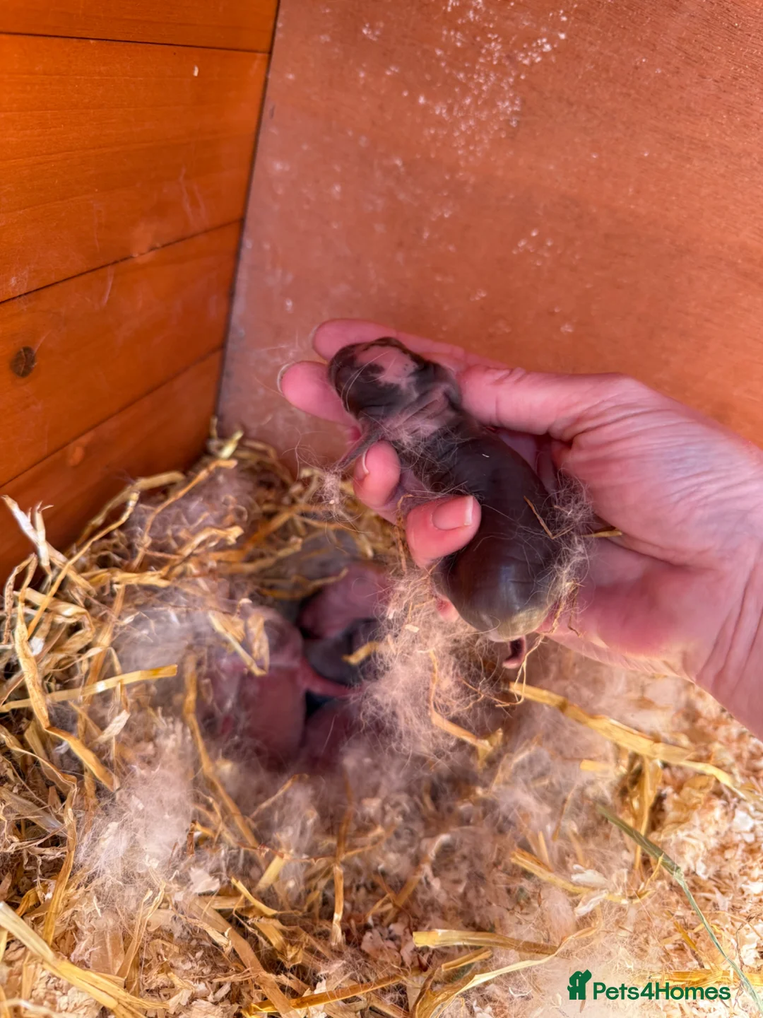 French Lop rabbits for sale: 5 x Giant French Lop Bunnies  in Poole - Advert 2