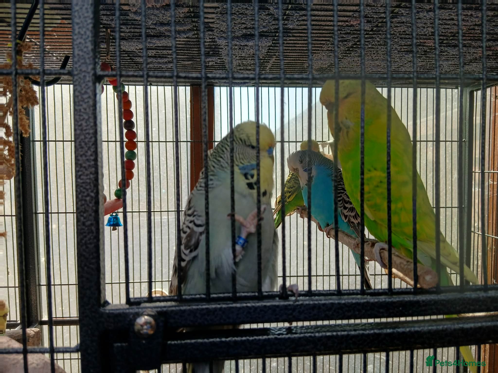 Budgerigars birds 7 Budgies for sale - Advert 1
