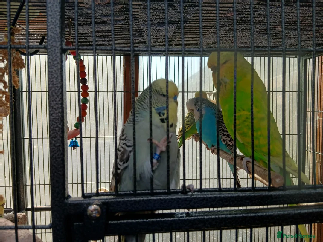 Budgerigars birds for sale: 7 Budgies for sale - Advert 1