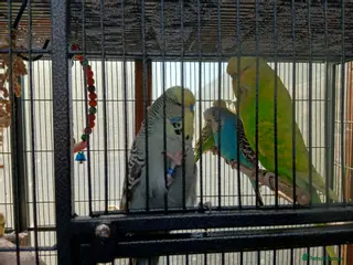 Budgerigars birds 7 Budgies for sale - Advert 1