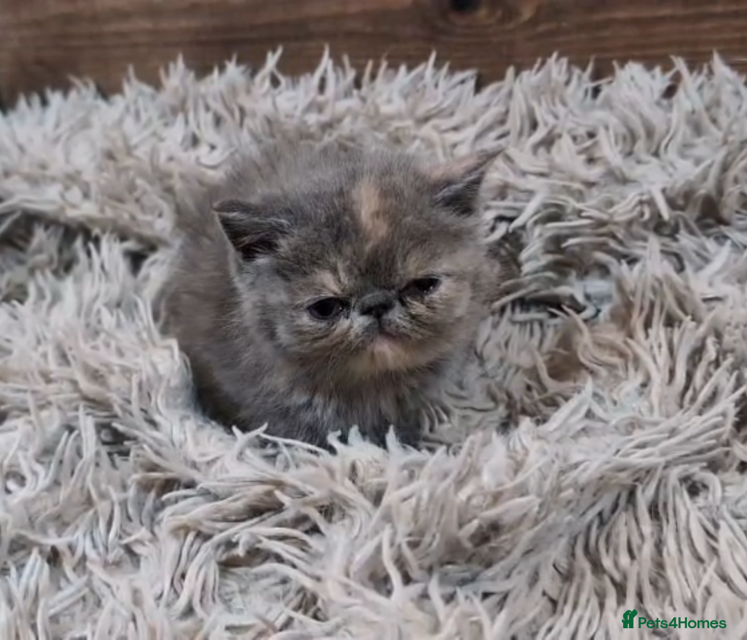 Persian cats for sale: Persian Kittens For Sale - Advert 19