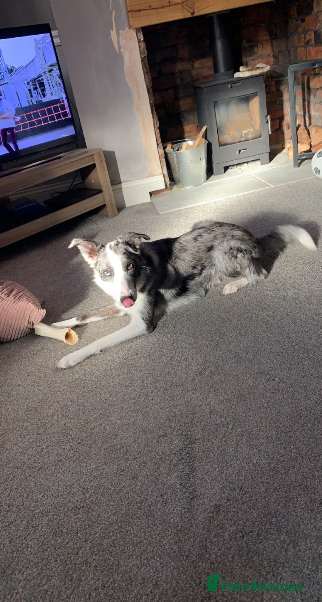 Border Collie dogs for sale: Border collie - Image 2