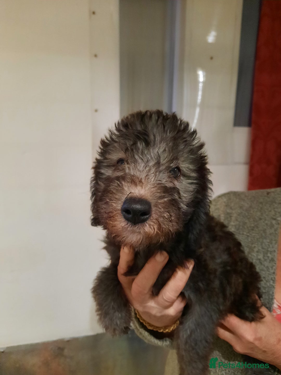 Mixed Breed dogs for sale: bedlington x whippet puppies - Advert 2