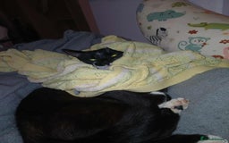 Mixed Breed cats for sale: 2 male cats free - Image 4