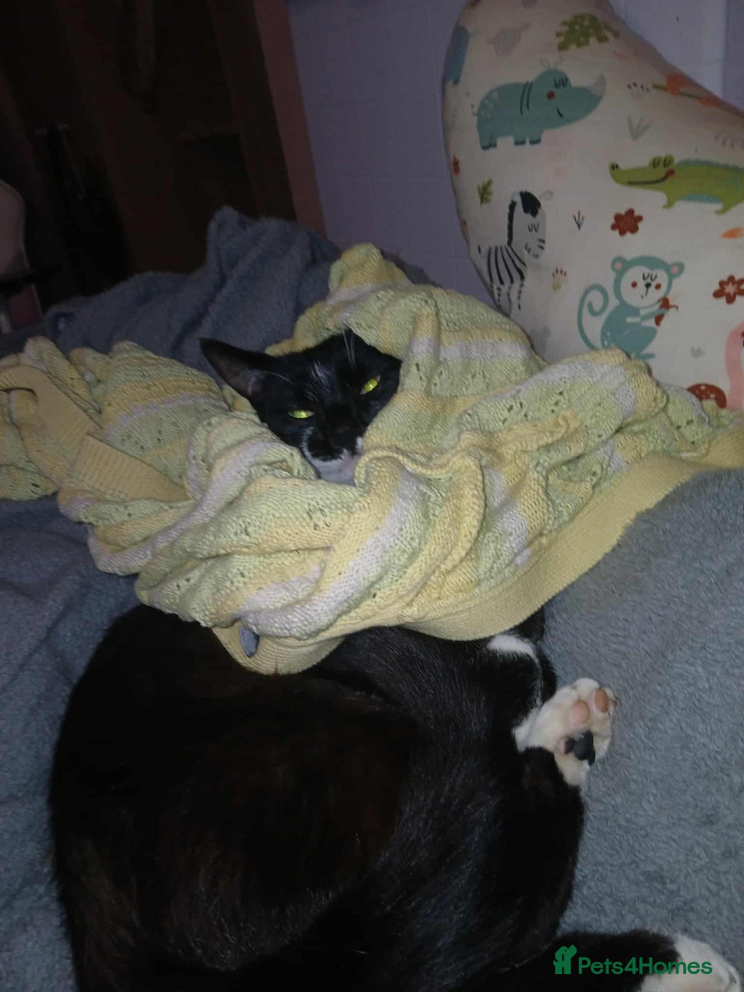 Mixed Breed cats for sale: 2 male cats free - Image 4