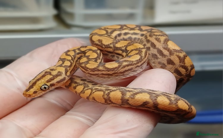 Boa Snake reptiles - Advert 1
