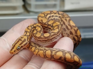 Boa Snake reptiles - Advert 2