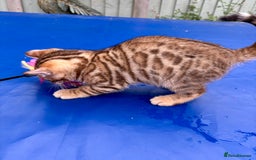 Keetso cats for sale: Rare curled eared rosetted keetso male  - Advert 18