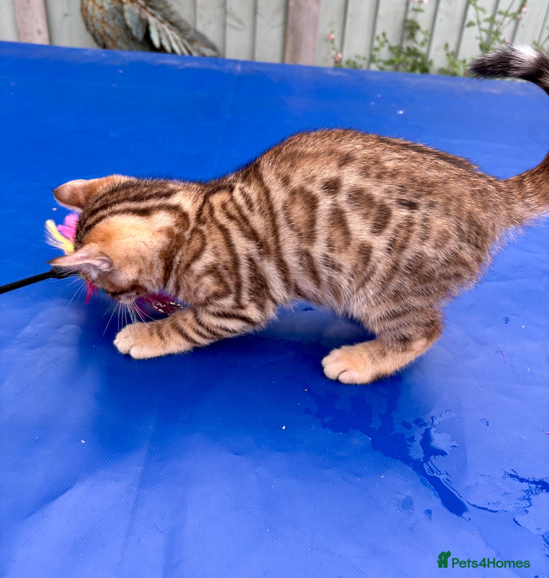 Keetso cats for sale: Rare curled eared rosetted keetso male  - Advert 18