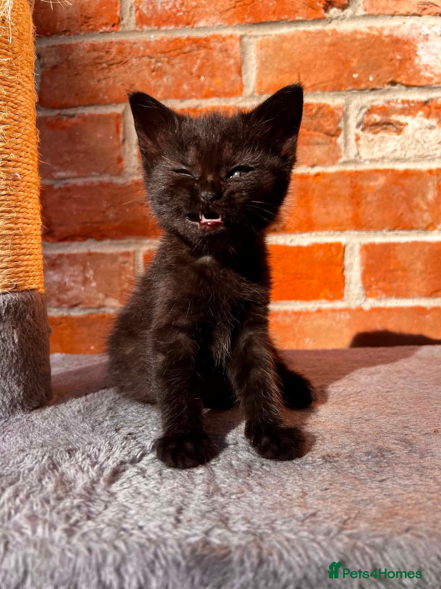 Mixed Breed cats Adorable Kittens  - Advert 2