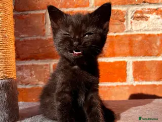 Mixed Breed cats Adorable Kittens - Advert 2