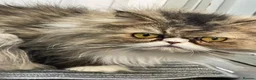 Persian cats for sale: Lilly – 6-Year-Old Persian - Advert 4