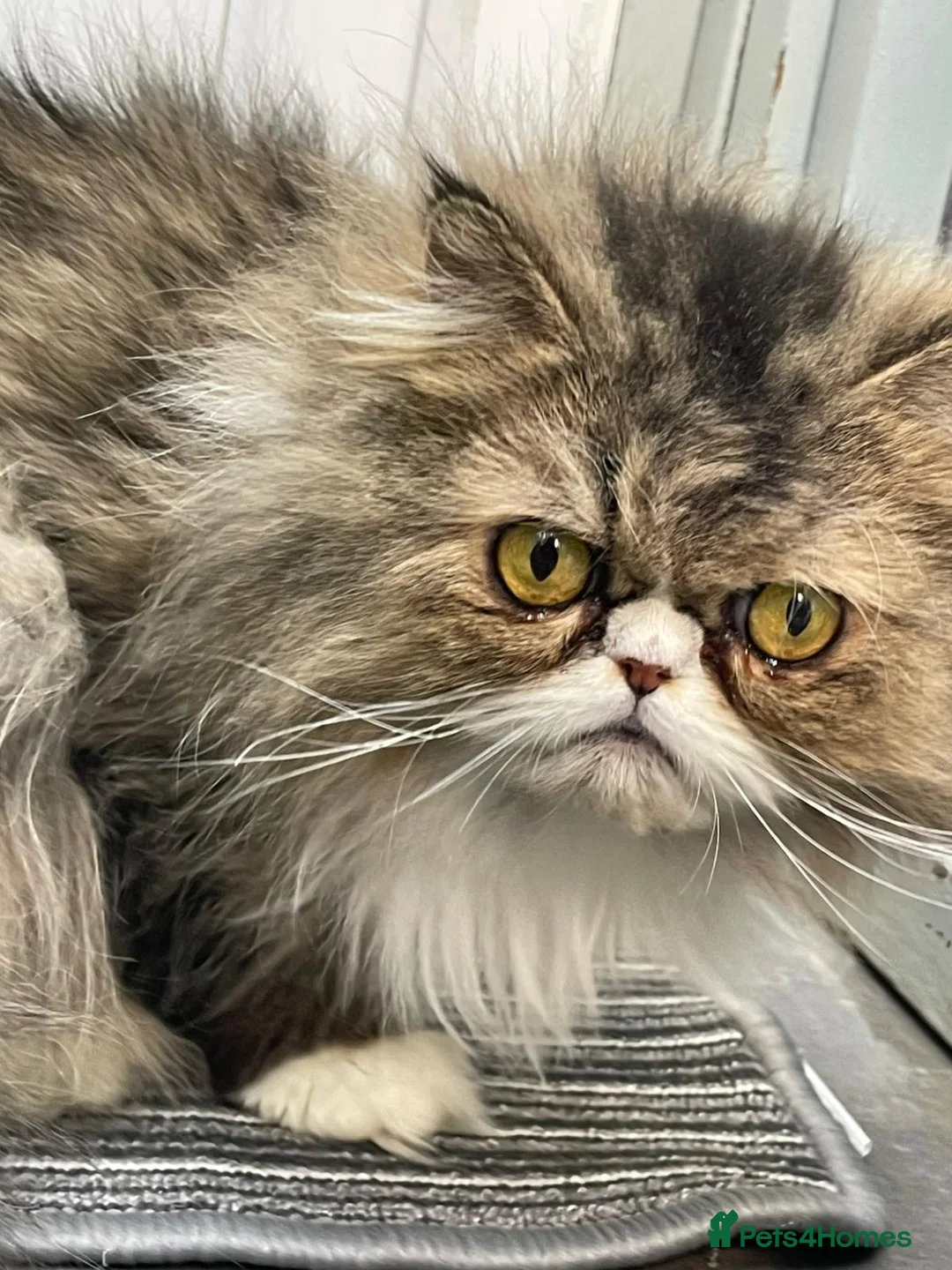 Persian cats for sale: Lilly – 6-Year-Old Persian - Advert 4