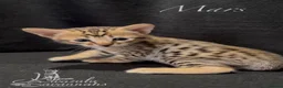 Savannah cats for sale: Excellent Quality Tica Registered Purebred kittens - Advert 39
