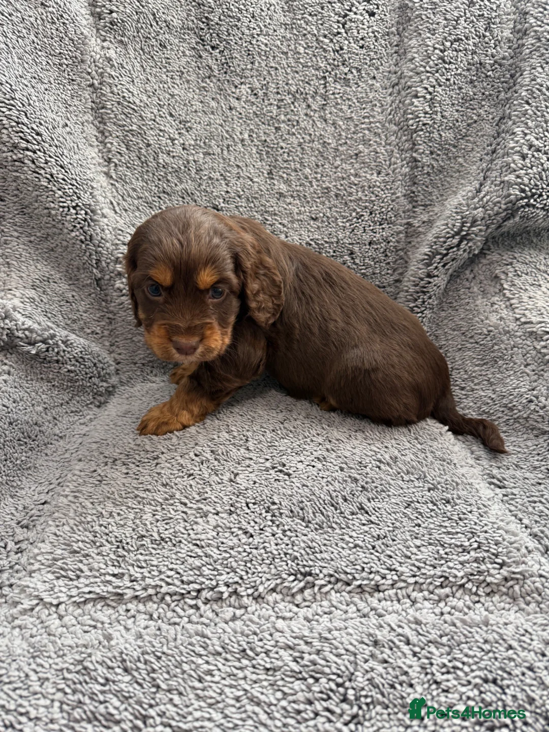 Cocker Spaniel dogs for sale: Merle cocker spaniel puppies - Advert 31