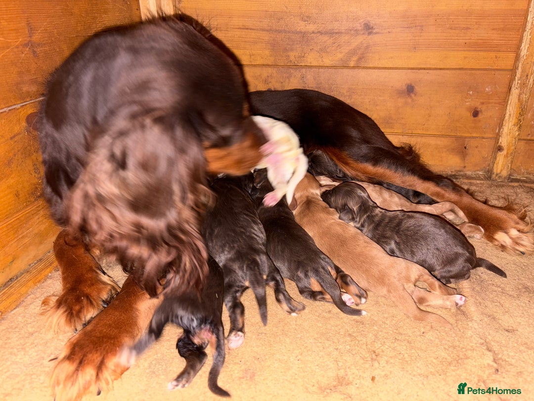 Cocker Spaniel dogs for sale: KC reg 5 Gen FTCH/Argyll warrior descendants  - Advert 6