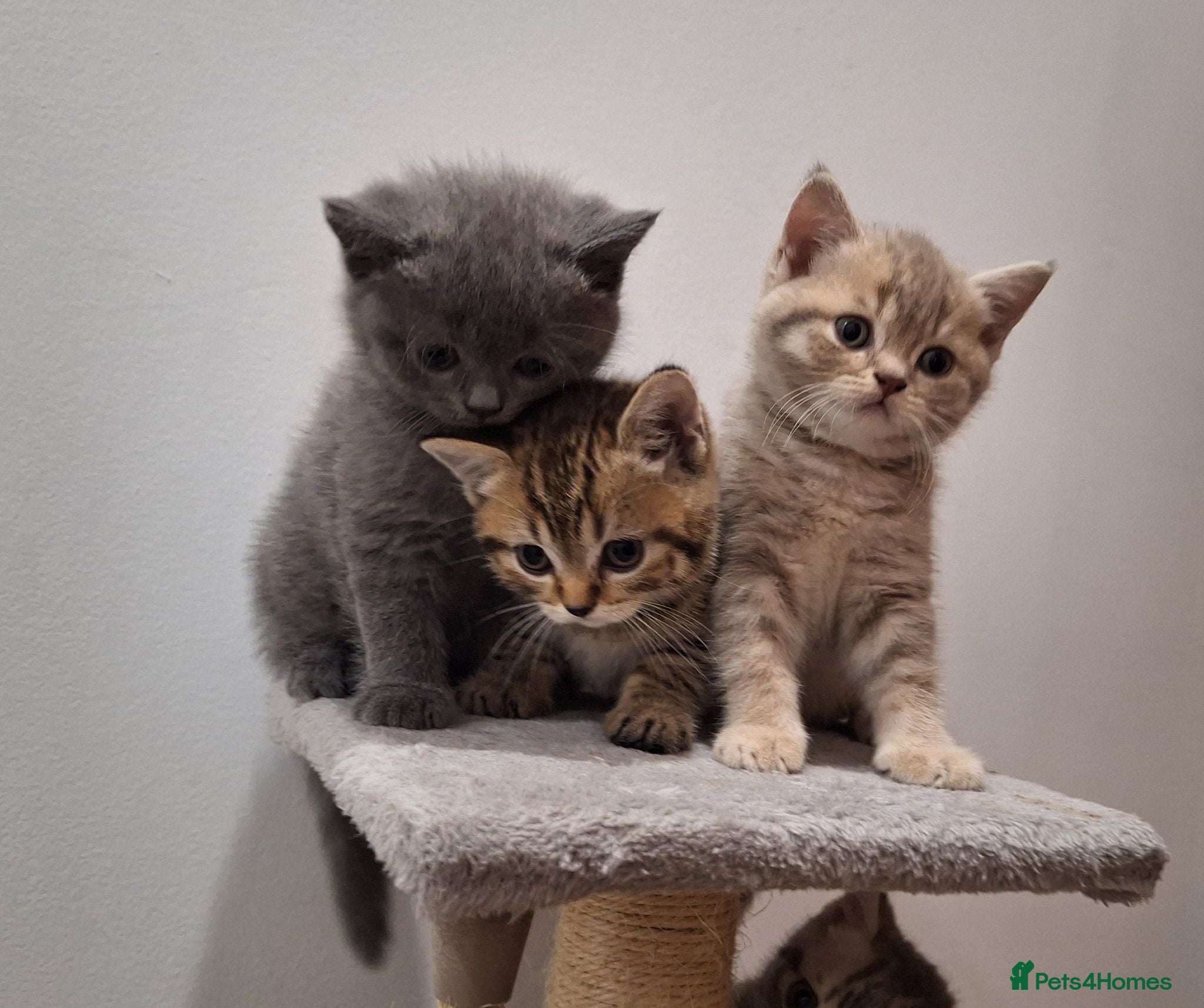 British Shorthair cats Champion blood line BSH kittens for sale - Advert 1