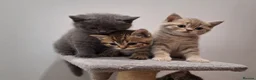 British Shorthair cats for sale: Champion blood line BSH kittens for sale - Advert 1