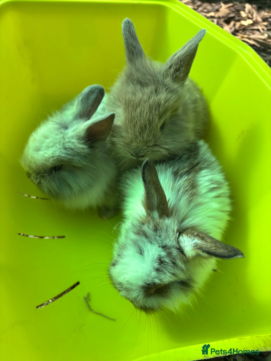 Mixed Breed rabbits for sale: 2 new litters ready now. Boys and girls available  - Advert 2