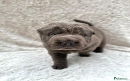 Shar Pei dogs for sale: REDUCED*READYNOW Beautiful bear/brush shar peis  - Image 12