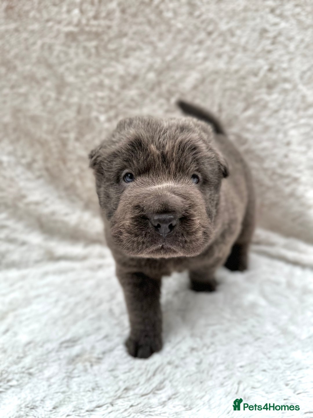Shar Pei dogs for sale: REDUCED*READYNOW Beautiful bear/brush shar peis  - Image 12