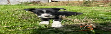Pup 3 