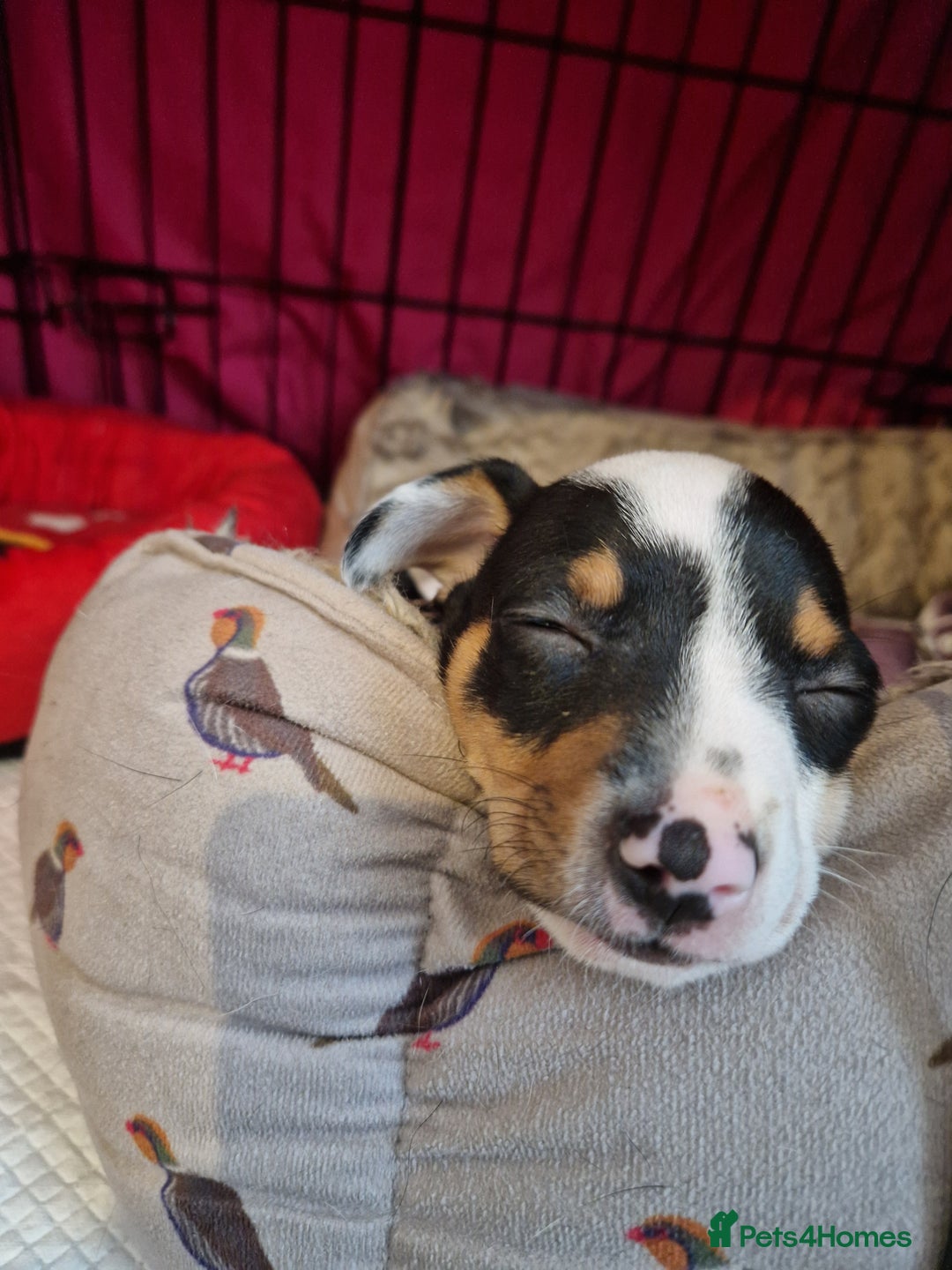 Mixed Breed dogs for sale: Jack russell cross - Image 8