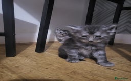 Maine Coon cats for sale:  TICA Registered Maine Coon Kittens Silver Tabby  - Image 11