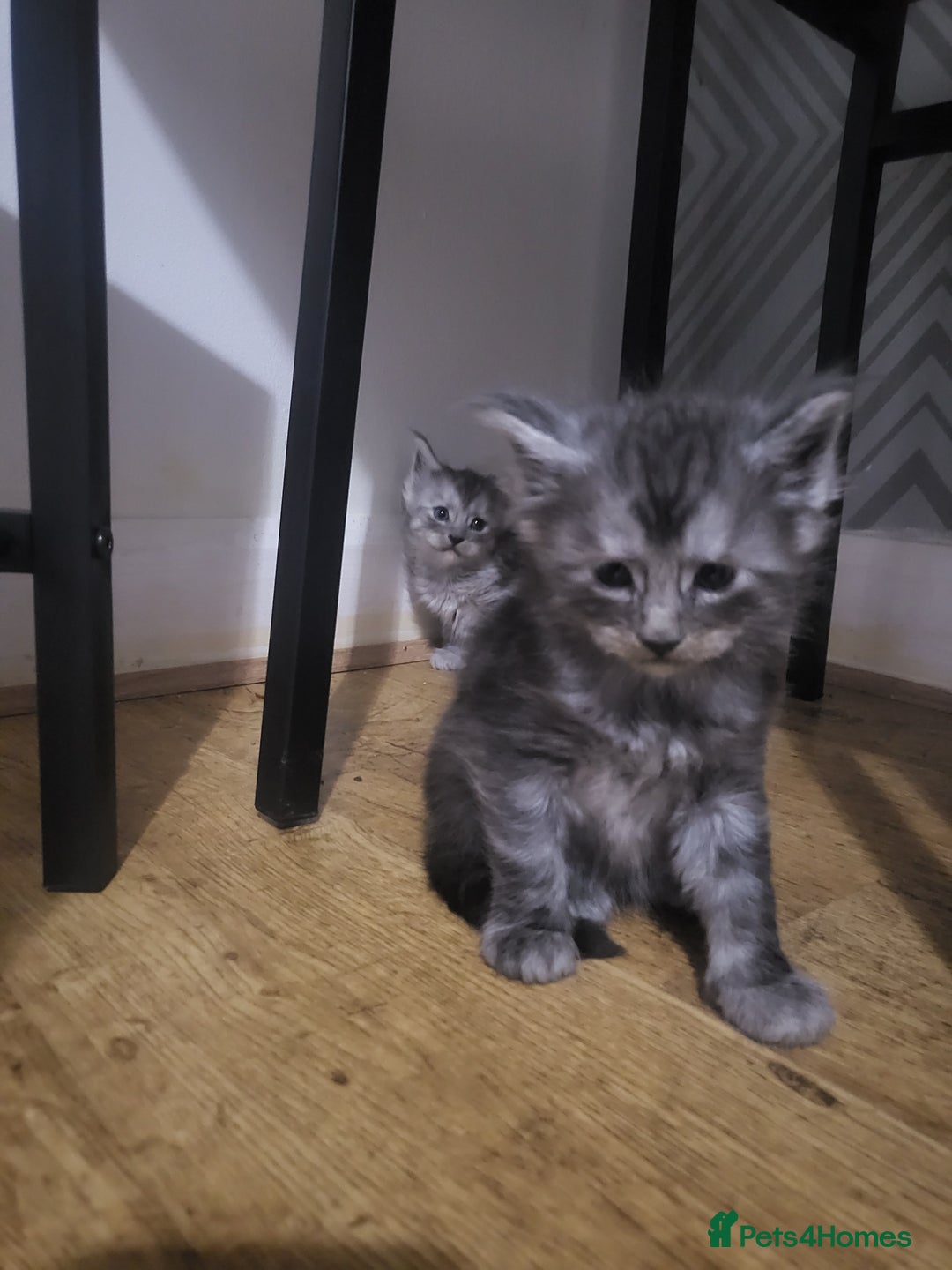 Maine Coon cats for sale:  TICA Registered Maine Coon Kittens Silver Tabby  - Image 11