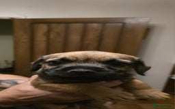 Border Terrier dogs for sale: Border Terrier Puppies  - Image 3