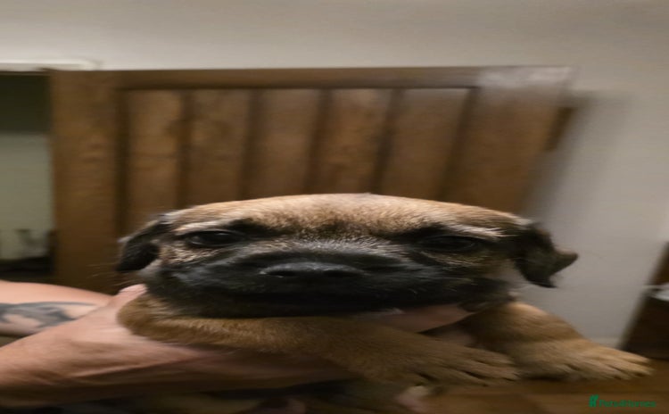 Border Terrier dogs - Advert 1