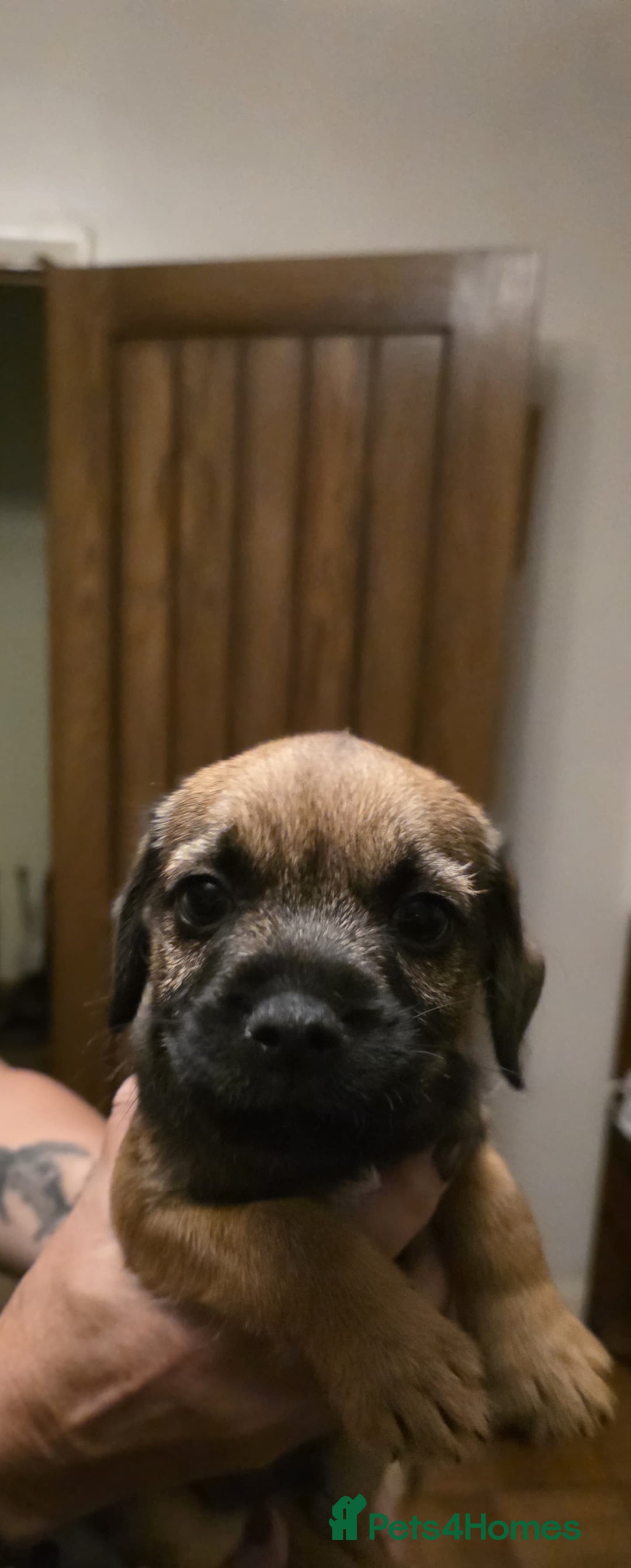 Border Terrier dogs for sale: Border Terrier Puppies  - Image 3