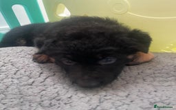German Shepherd dogs for sale: German Shepherd puppies for sale (Full Pedigree) - Image 12