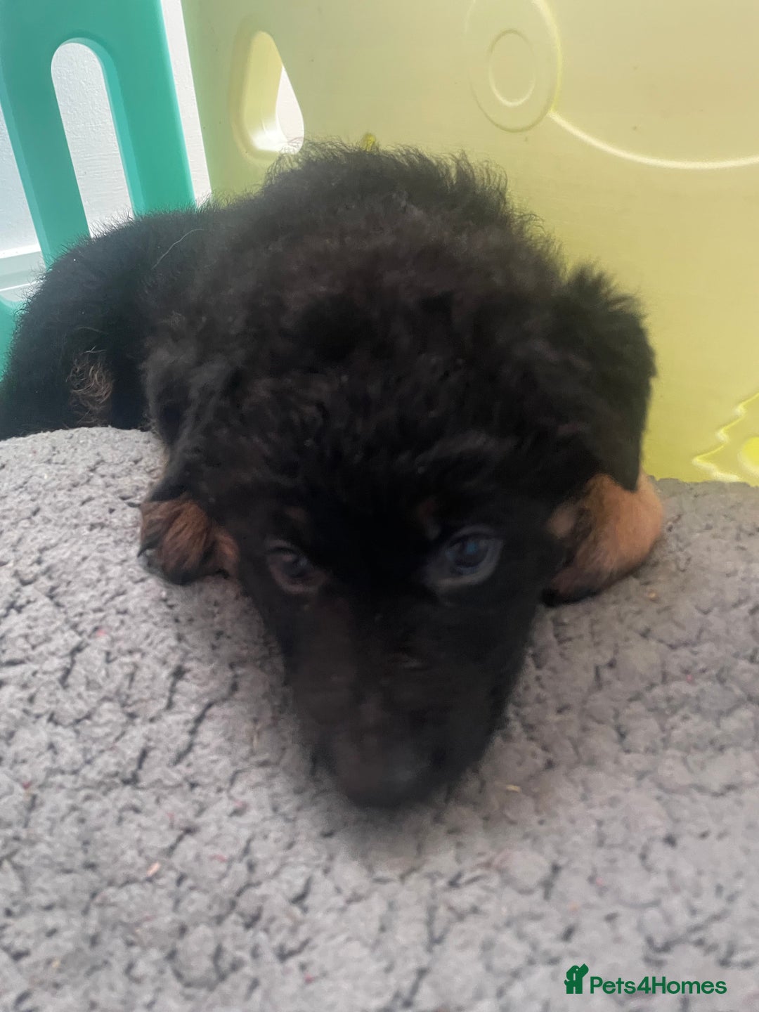 German Shepherd dogs for sale: German Shepherd puppies for sale (Full Pedigree) - Image 12
