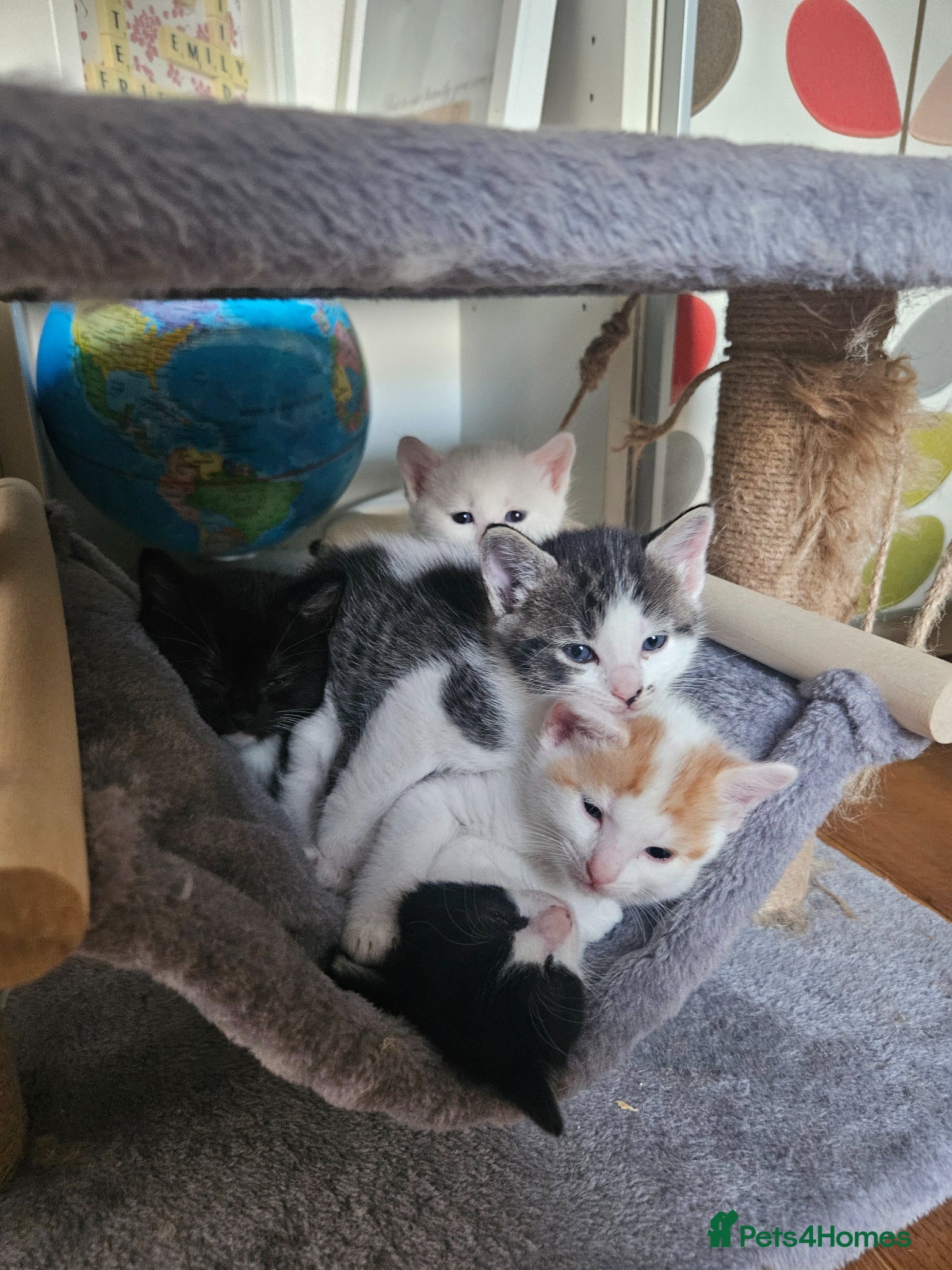Mixed Breed cats Only 1 left left. Beautiful, Ragdoll cross Kittens - Advert 2