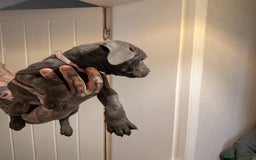 Cane Corso dogs for sale: Purebred champion bloodline cane corso - Image 14