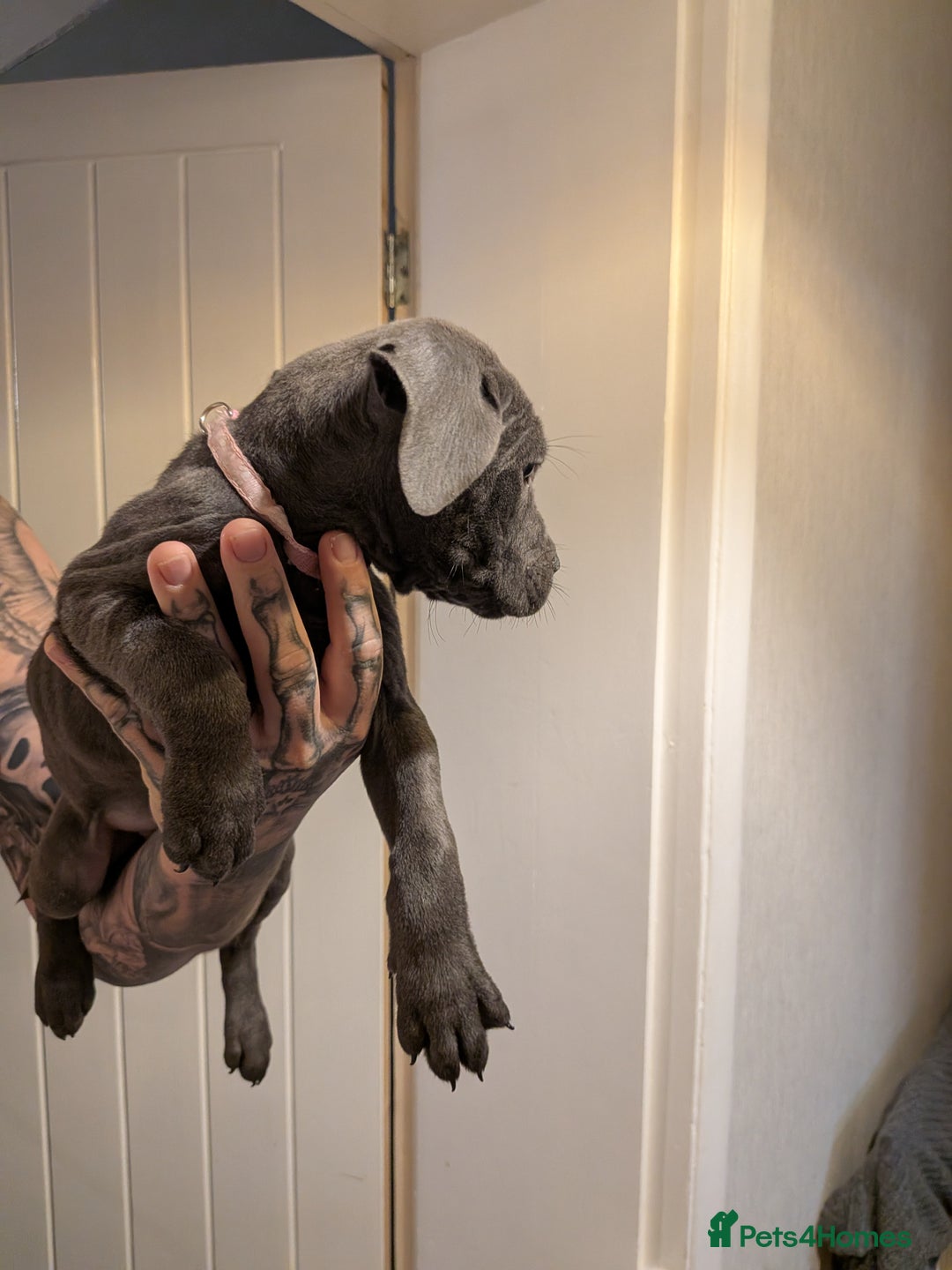 Cane Corso dogs for sale: Purebred champion bloodline cane corso - Image 14