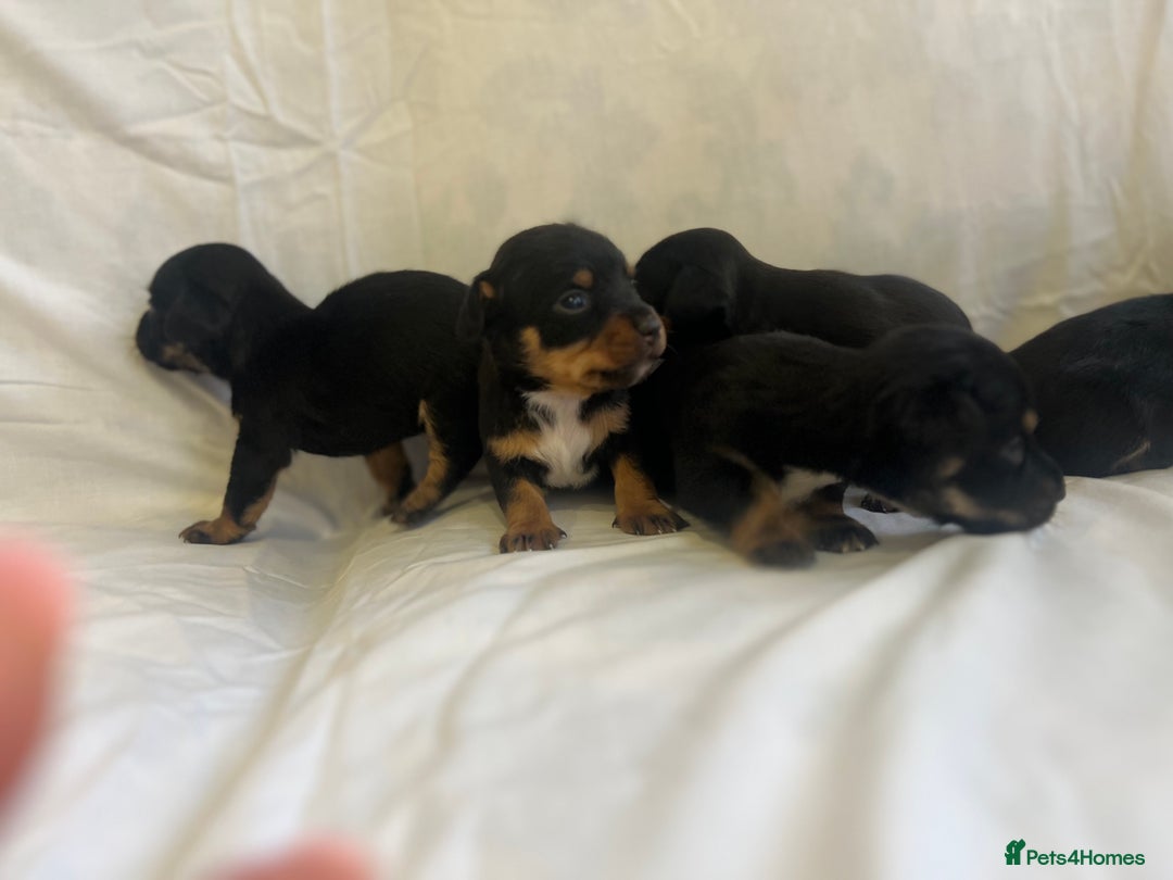 Jack Russell dogs for sale: Miniature Jack Russell puppies 🐶  - Advert 1