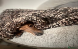 Italian Greyhound dogs for stud: Stud dog . Beautiful Italian greyhound  - Advert 10