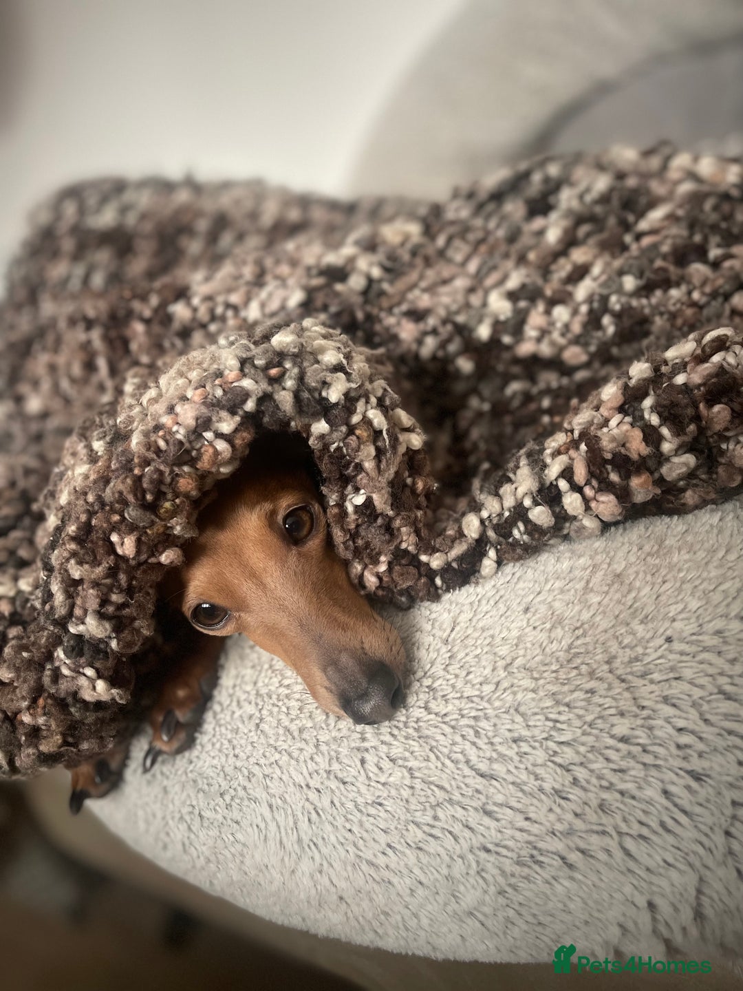 Italian Greyhound dogs for stud: Stud dog . Beautiful Italian greyhound  - Advert 10