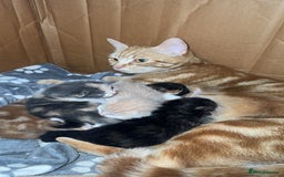 Mixed Breed cats for sale: 6 mixed breed kittens  - Image 4