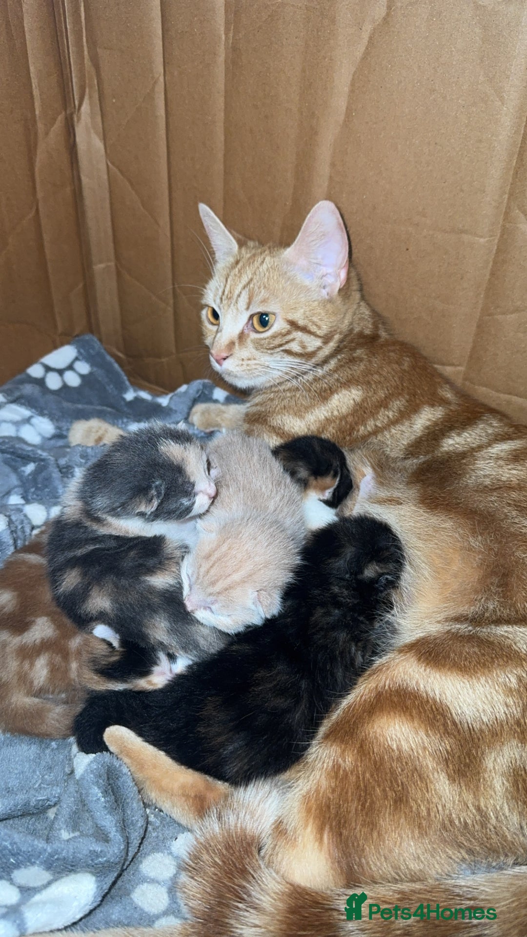 Mixed Breed cats for sale: 6 mixed breed kittens  - Image 4